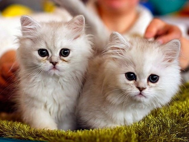 Породы кошек в Волгодонске | ЗооТом портал о животных