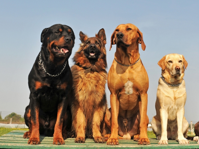Крупные породы собак в Волгодонске | ЗооТом портал о животных